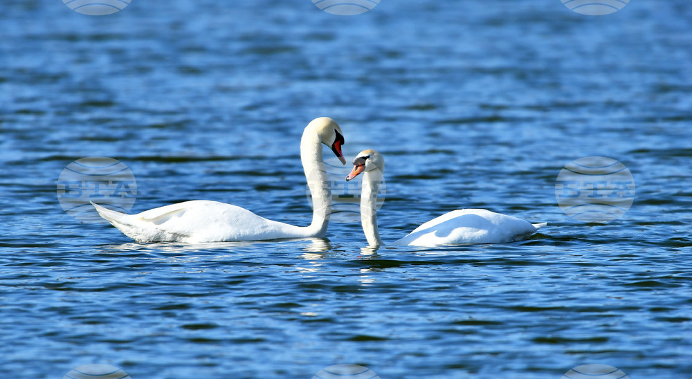 Село Божурово - лебеди - любопитно
