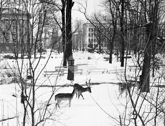 Елени и сърни в парка в София