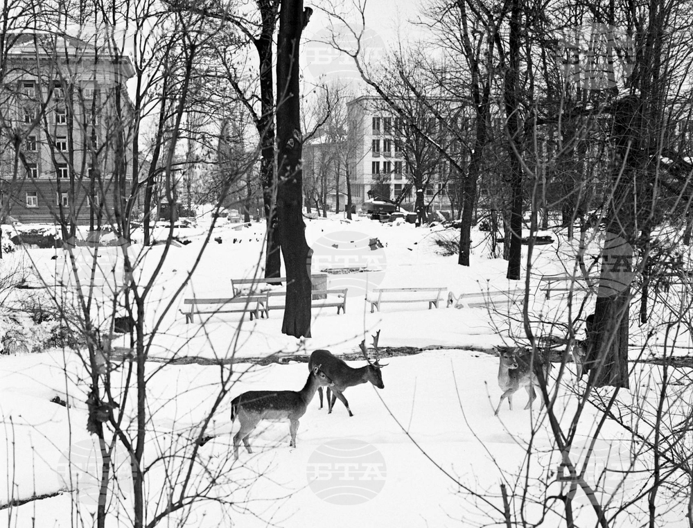 Елени и сърни в парка в София