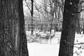 Елени и сърни в парка в София