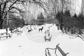 Елени и сърни в парка в София