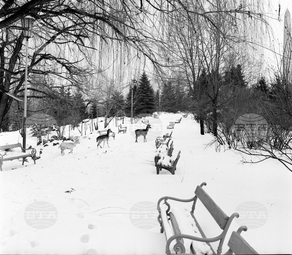Елени и сърни в парка в София