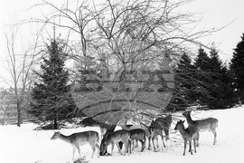 Елени и сърни в парка в София