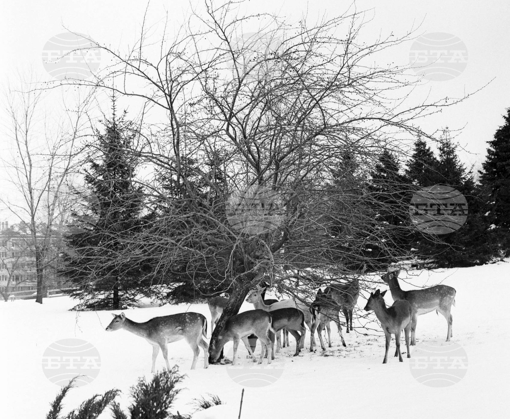 Елени и сърни в парка в София