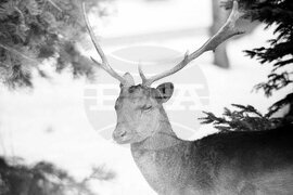 Елени и сърни в парка в София