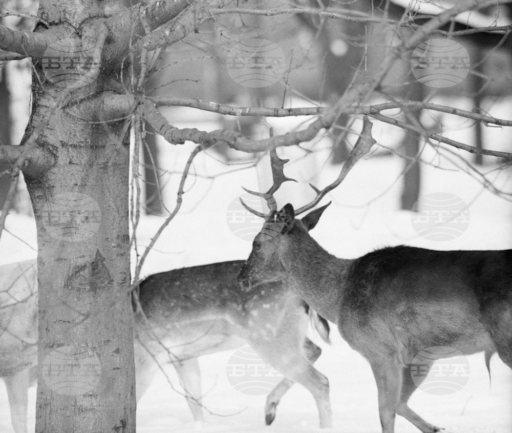 Елени и сърни в парка в София