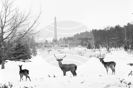 Елени и сърни в парка в София