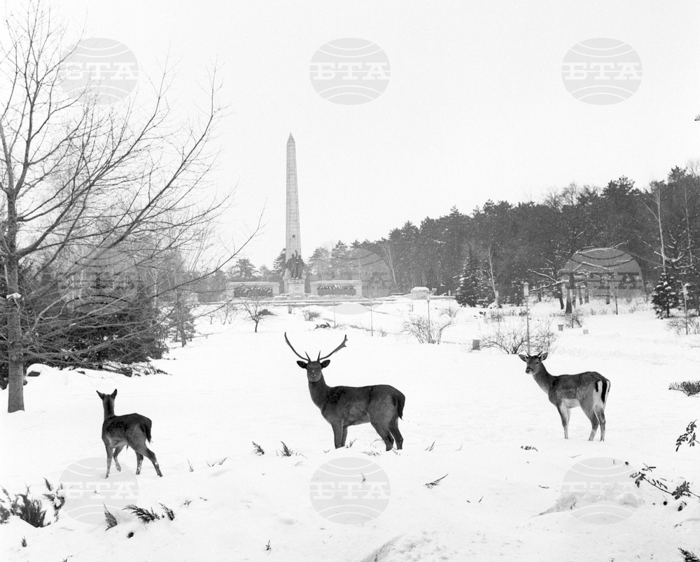 Елени и сърни в парка в София