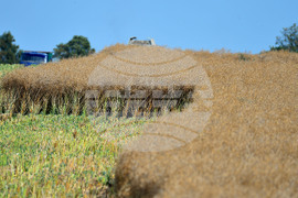Село Голям извор - жътва на рапица
