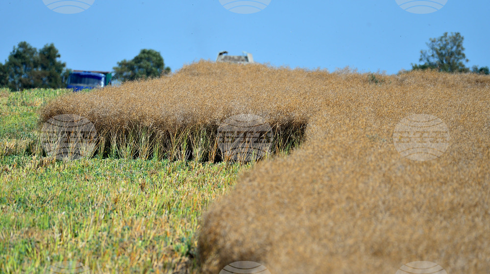 Село Голям извор - жътва на рапица