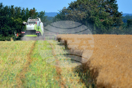 Село Голям извор - жътва на рапица