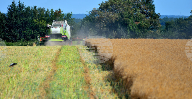 Село Голям извор - жътва на рапица
