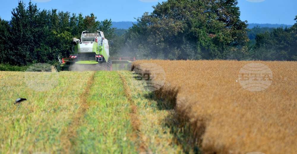 Село Голям извор - жътва на рапица