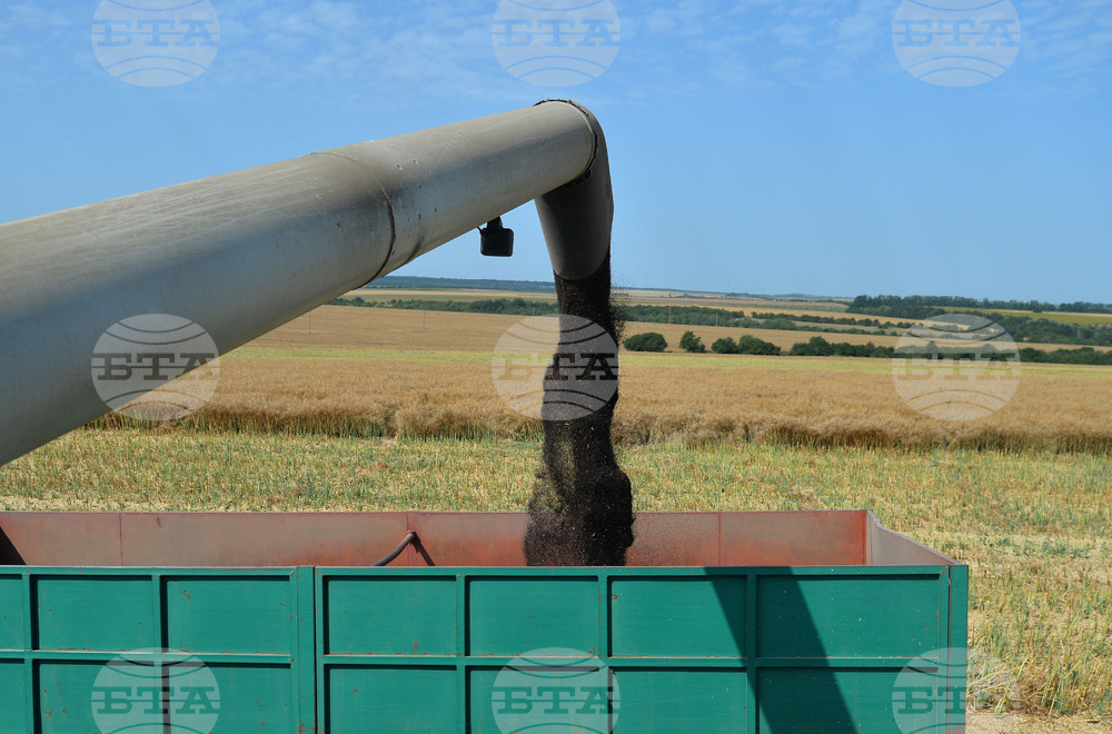 Село Голям извор - жътва на рапица