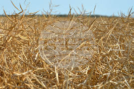 Село Голям извор - жътва на рапица