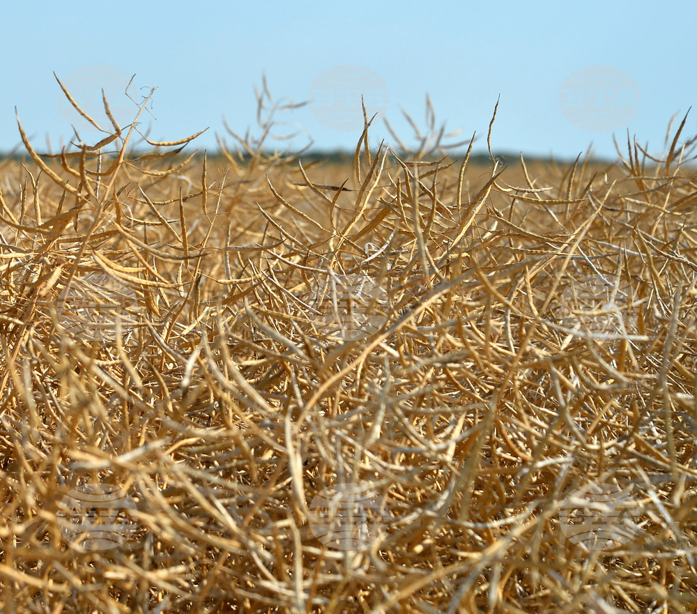Село Голям извор - жътва на рапица