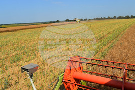 Село Голям извор - жътва на рапица