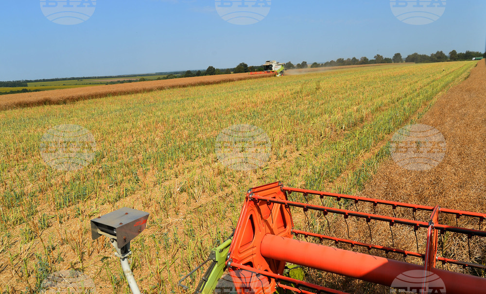 Село Голям извор - жътва на рапица