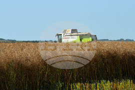 Село Голям извор - жътва на рапица