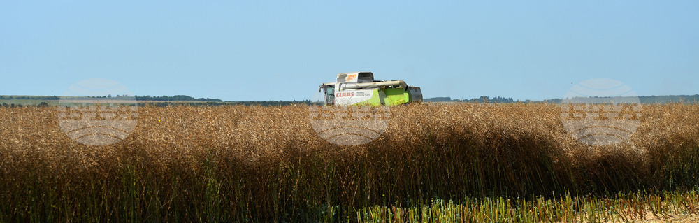 Село Голям извор - жътва на рапица