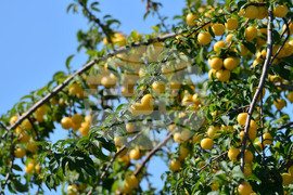 Исперих - плодородие