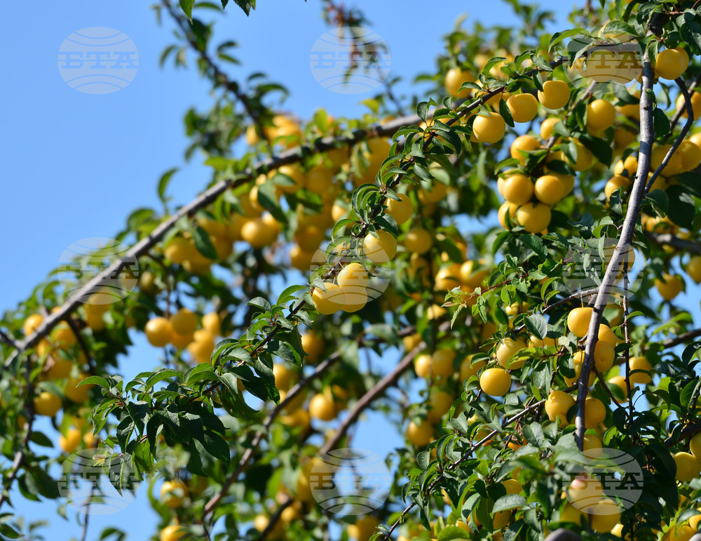 Исперих - плодородие