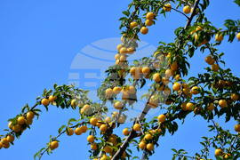 Исперих - плодородие