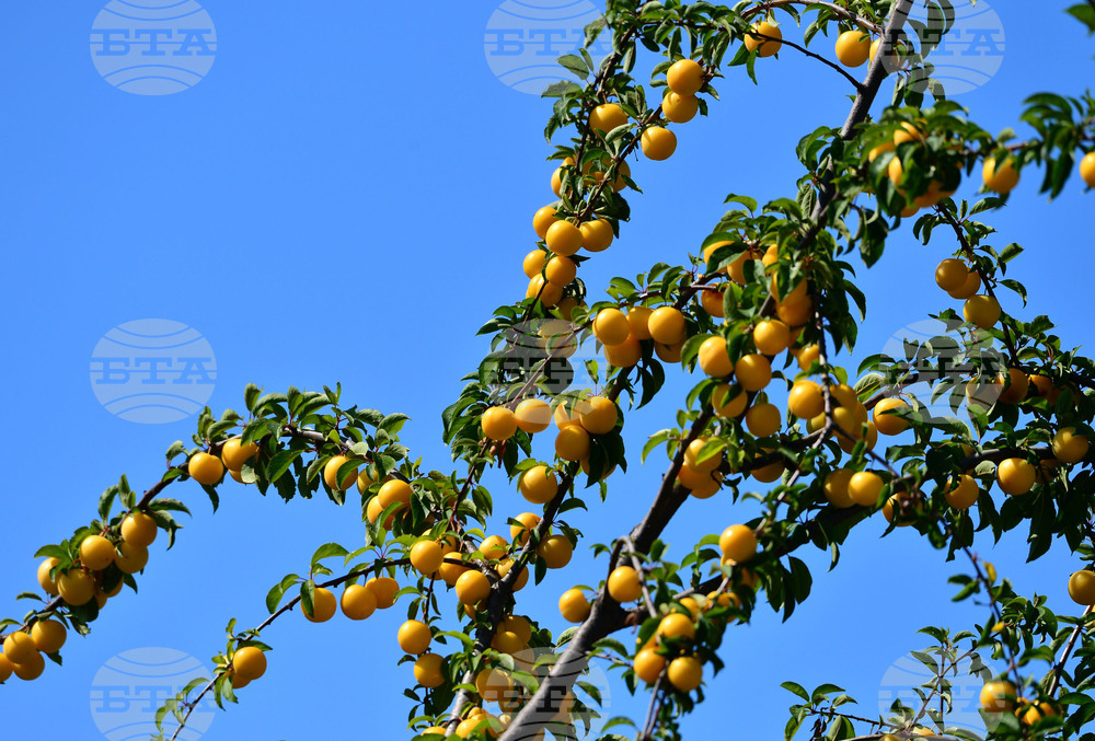 Исперих - плодородие