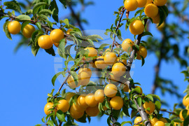 Исперих - плодородие