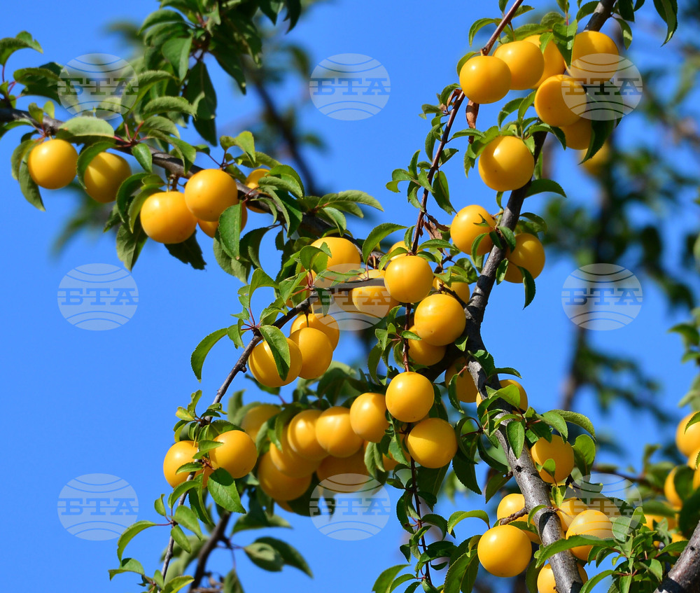 Исперих - плодородие