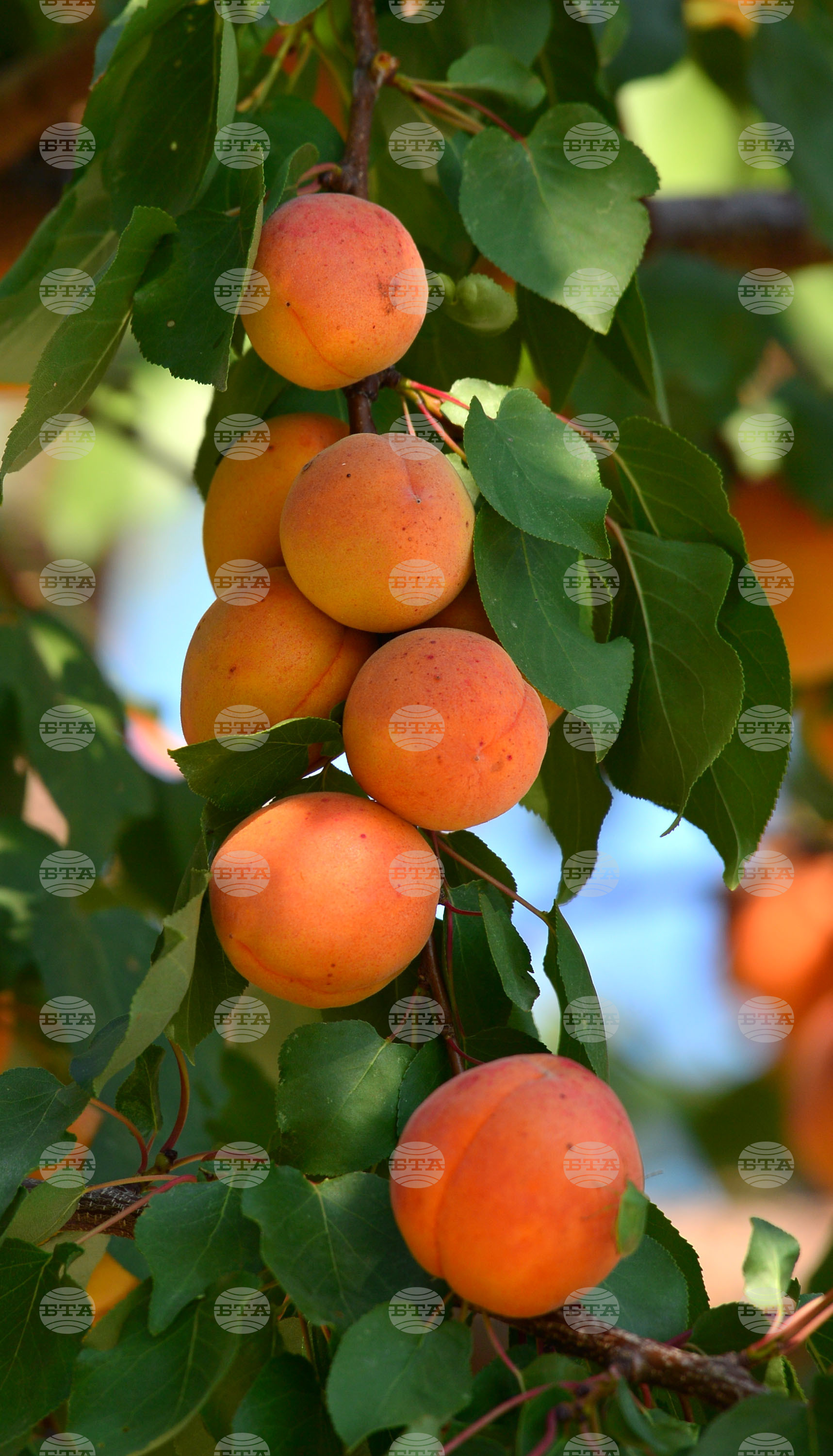 Исперих - плодородие