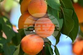 Исперих - плодородие