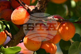 Исперих - плодородие