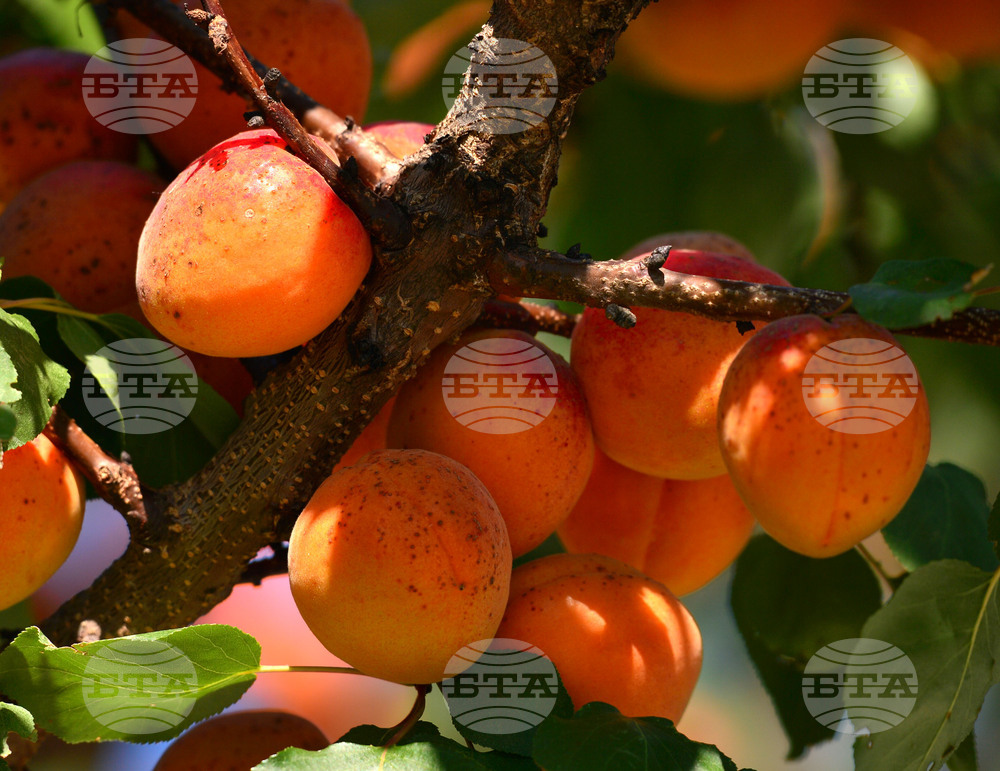 Исперих - плодородие