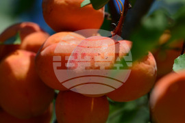 Исперих - плодородие