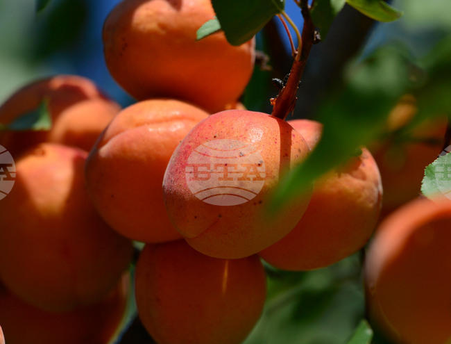 Исперих - плодородие