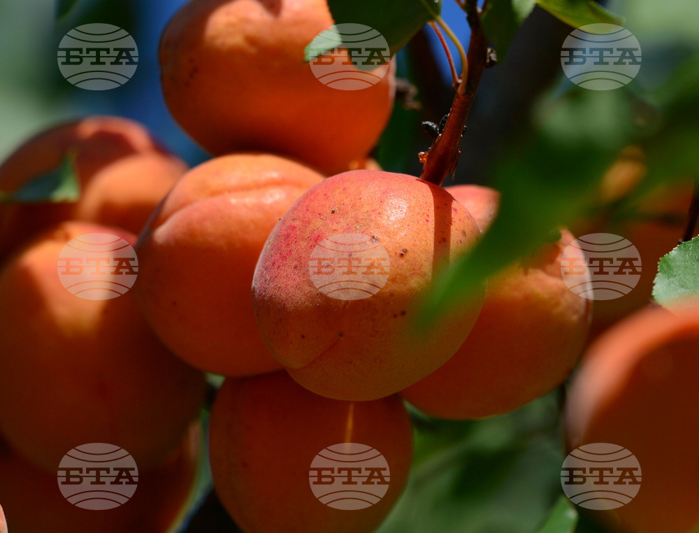 Исперих - плодородие