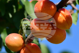 Исперих - плодородие