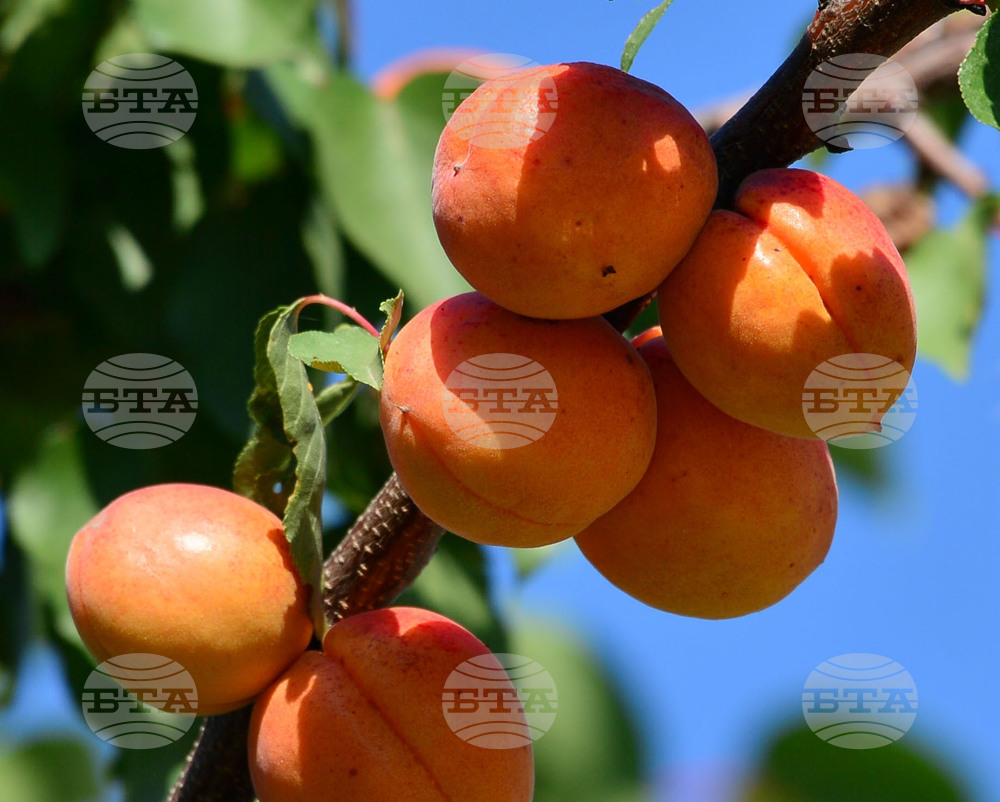 Исперих - плодородие