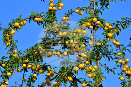 Исперих - плодородие