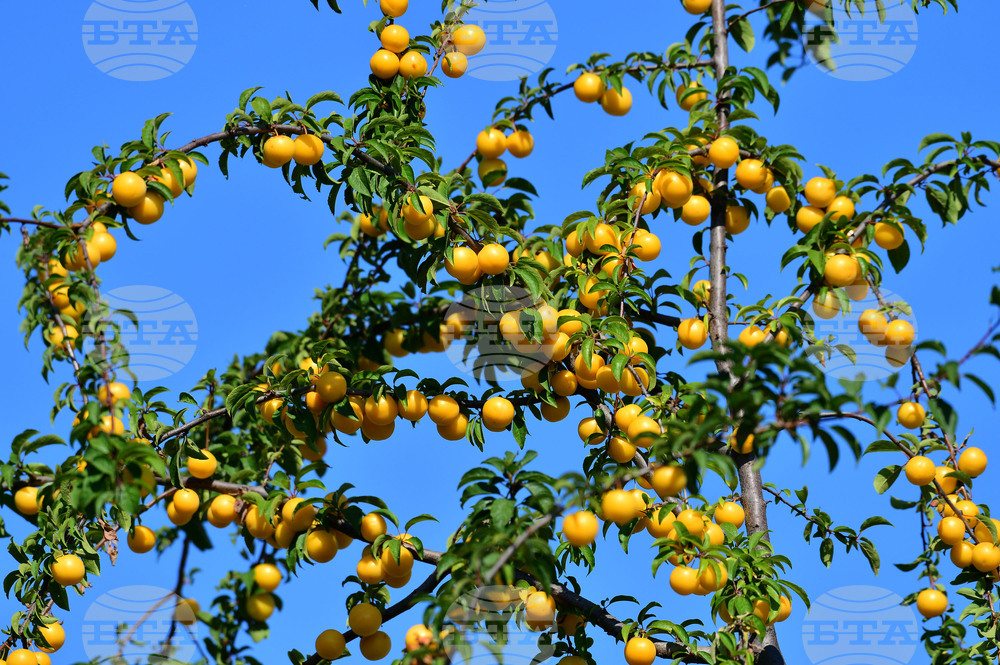 Исперих - плодородие