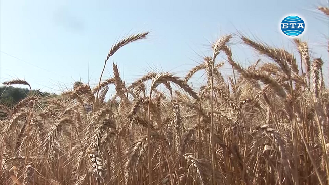 Земеделци от Силистренско готвят протести заради вноса на украинско зърно
