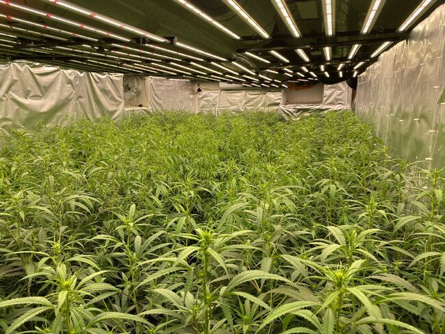 МВР: ГДБОП разкри високотехнологична оранжерия за марихуана в столицата 