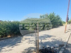 На кого пречат? Благоевград осъмна с 13 умишлено прекършени млади дръвчета, обърнати паркови кошчета и счупени пейки