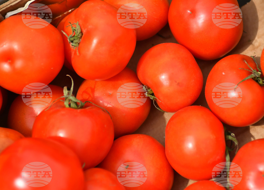 Финансова подкрепа от 500 000 лева е предвидена за оранжерийните производители за борба с доматения молец