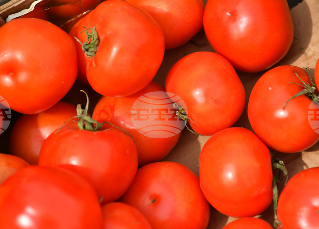 Финансова подкрепа от 500 000 лева е предвидена за оранжерийните производители за борба с доматения молец