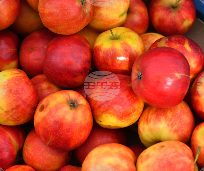 Държавен фонд "Земеделие" одобри заявителите по схемите "Училищен плод" и "Училищно мляко" за новата учебна година