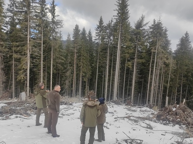 ЮЦДП - Смолян: Продължава усвояването на пострадалата дървесина от ветролом и ветровал в държавните стопанства на ЮЦДП