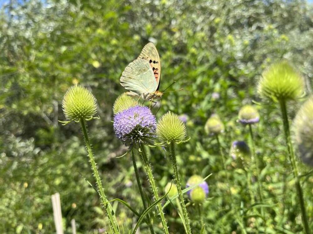Plant Species New to Bulgaria Found on Persin Island