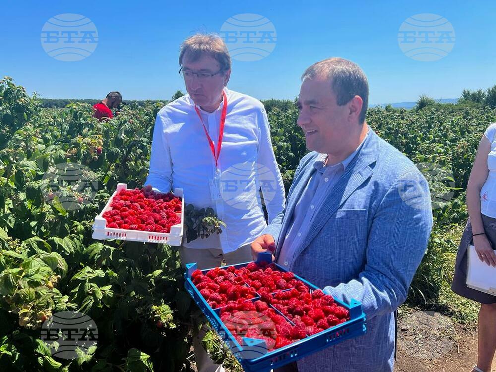 Recent Years Have Seen Sustainable Raspberry Harvesting Areas in Bulgaria